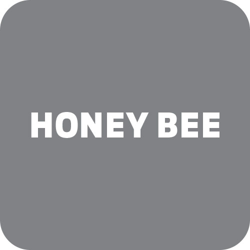 Honey Bee